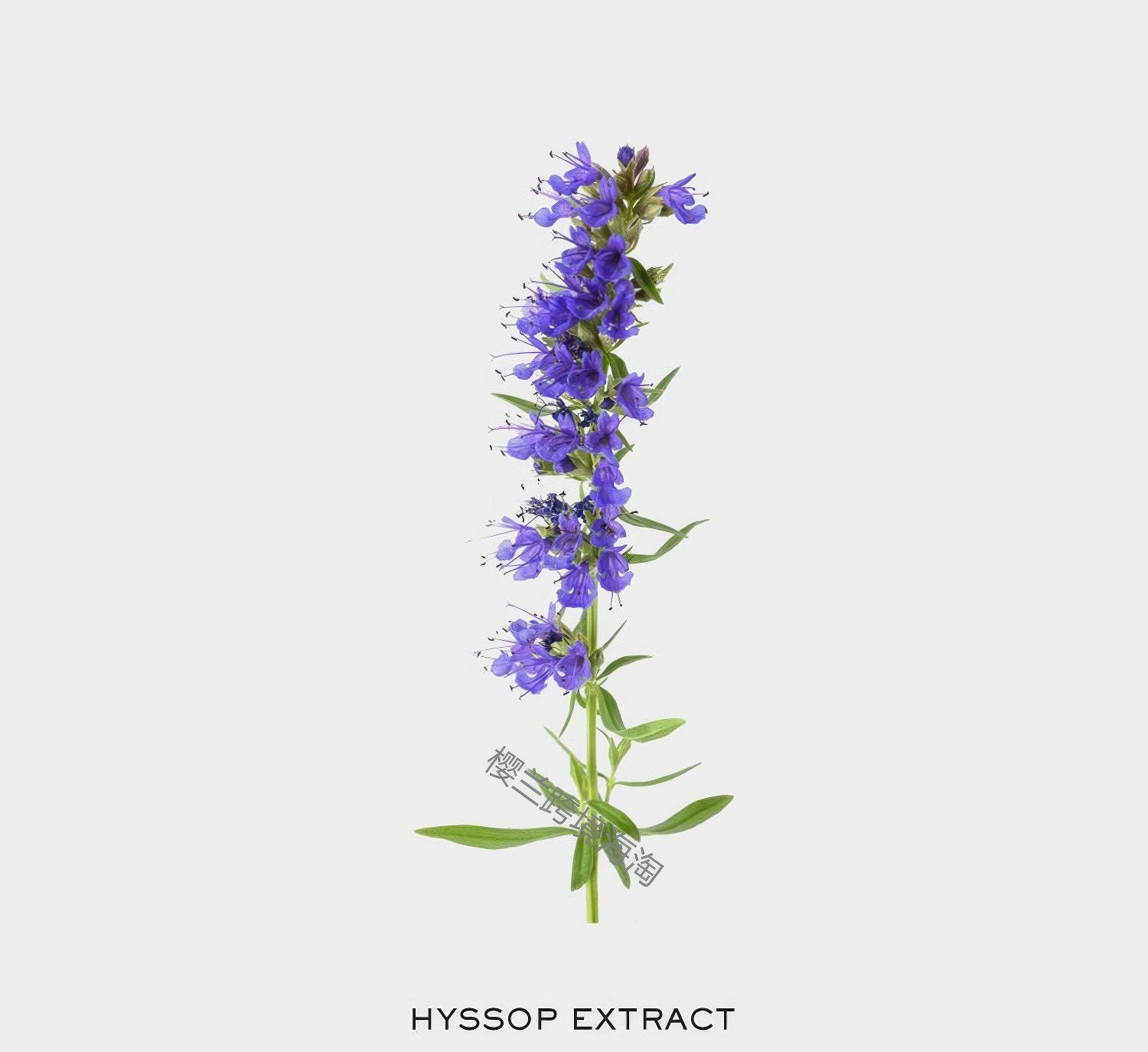 Arencia Holy Hyssop Serum 30