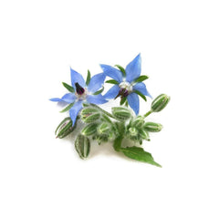 AKARZ™ Borage Oil, natural aromatherapy, high-capacity, skin care, massage spa, base carrier, Borage essential oil