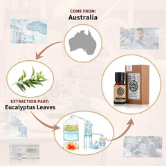 AKARZ™ Eucalyptus Essential Oil: Beauty Care, Relieve Nasal Congestion, Headache Elimination, Muscle Ache Relief