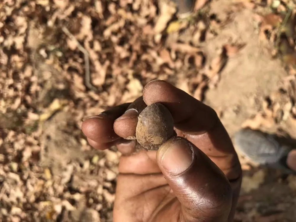 High-Quality Shea Butter: Originating from West Africa, White Solid for Skin, Body, and Face Care. Cosmetic Raw Material Base Oil